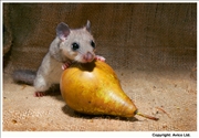 37. Edible Dormouse